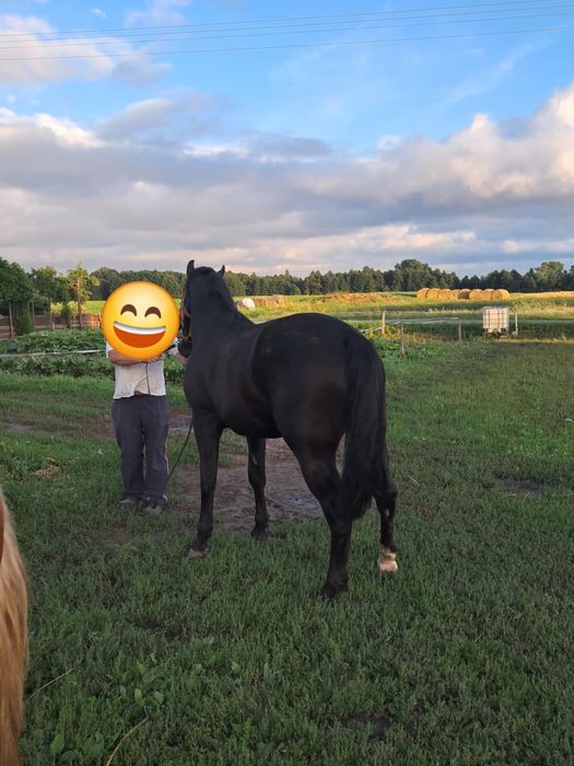 Sprzedam klacz ……