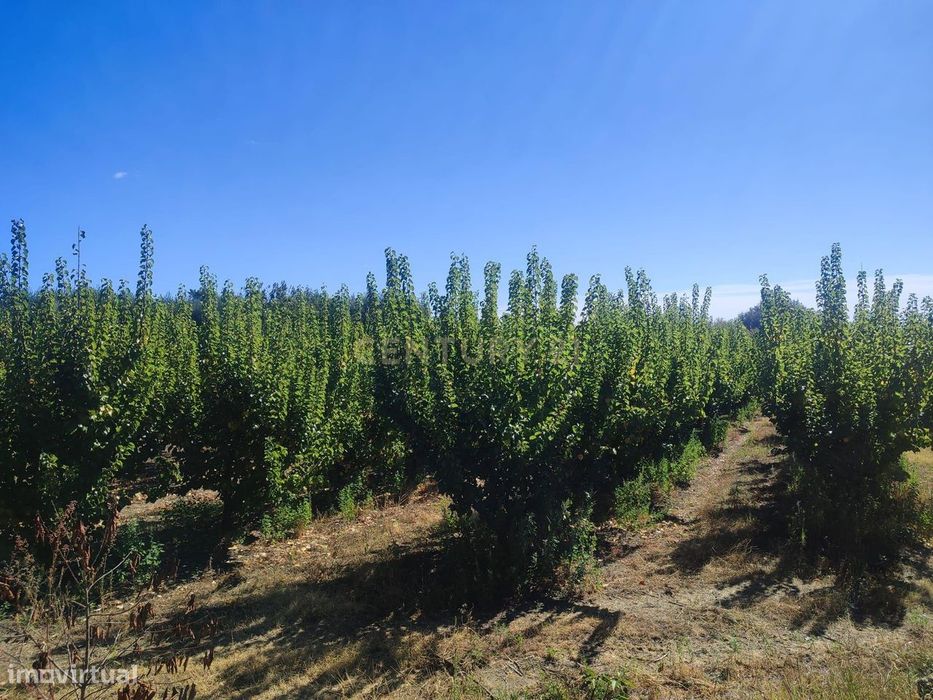 Fantástica Quinta, Alpedrinha