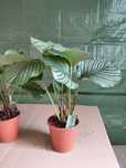 Calathea orbifolia, Kalatea okrągłolistna  70cm WYSYŁKA