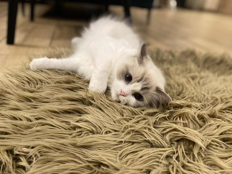 Kotek Ragdoll odbiór grudzień