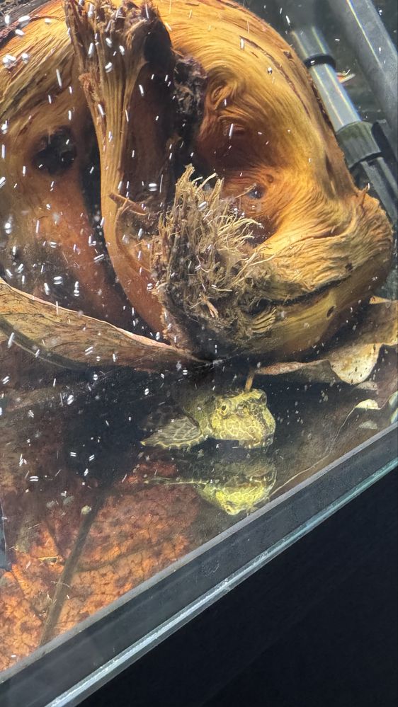 pleco palhaco.