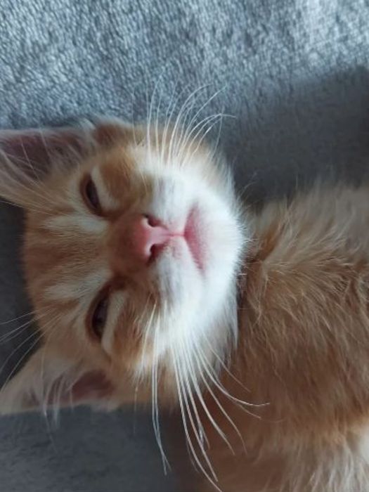 Рыжий кот 6 месяцев . Зовут Кё .