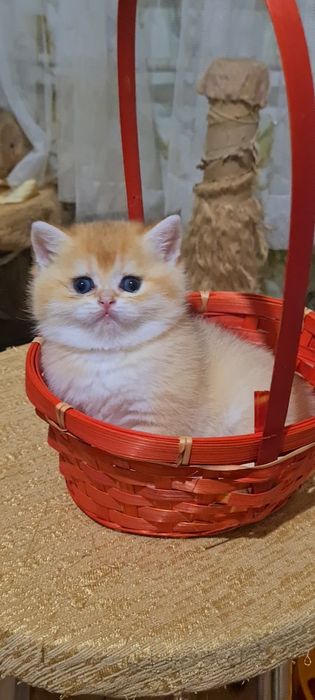 Золотая шиншилла Девочки и Мальчики