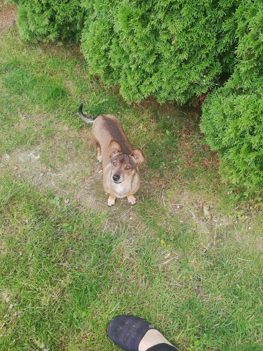 Oddam suczkę za darmo