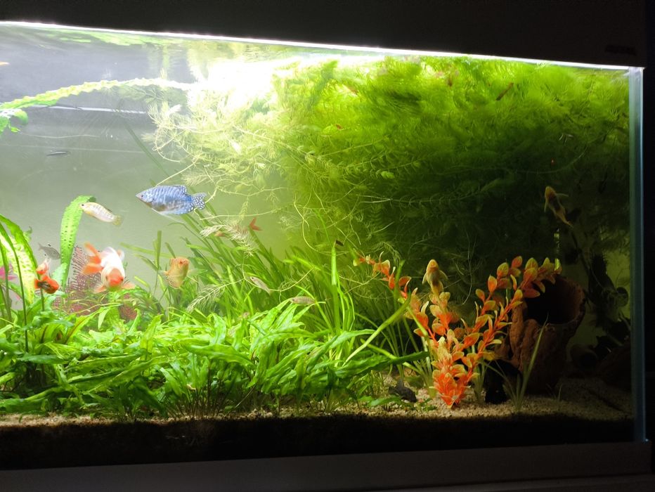 Akwarium 240l aquael