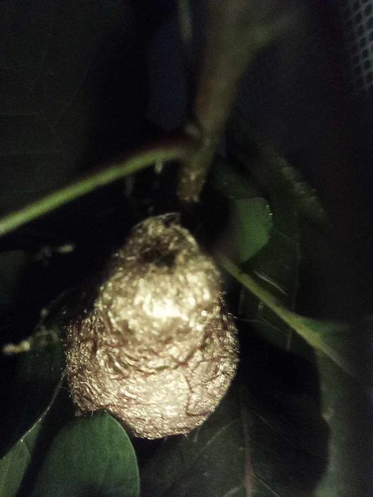 Argema mimosae poczwarka ćmy +inne gatunki