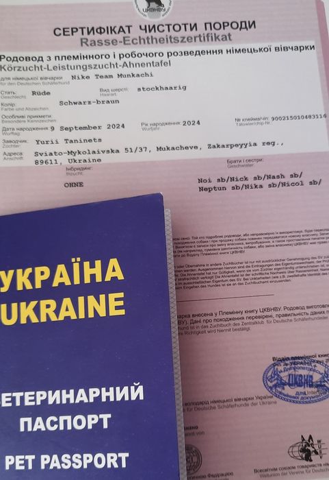 Шикарна німецька вівчарка