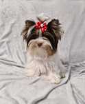 Yorkshire terrier biro biało brązowa dziewczynka