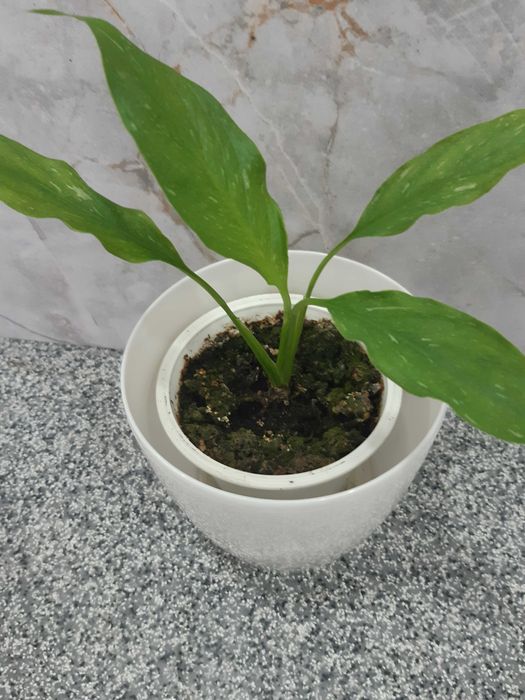 Кротон, спатифілум, аглонема та інші кімнатні рослини