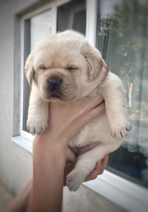 Лабрадор ретрівер. Вільна дівчинка та хлопчик.