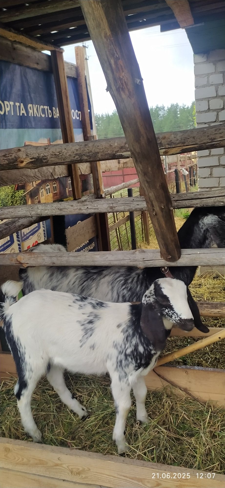 Продам козочу англо-нубийской породы