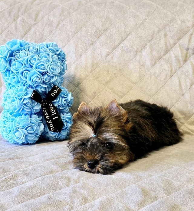 Yorkshire Terrier śliczny piesek york Yorki czekoladowy Ocean Pearl