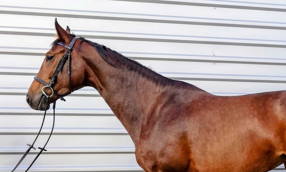 Klacz Hanowerska 5 letnia