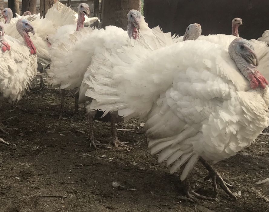 Продам індики м’ясом та живою вагою