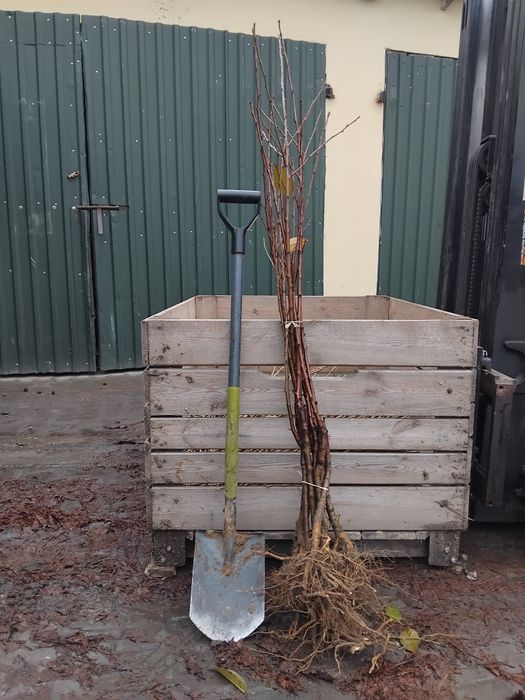 Wiśnia łutòwka antypka