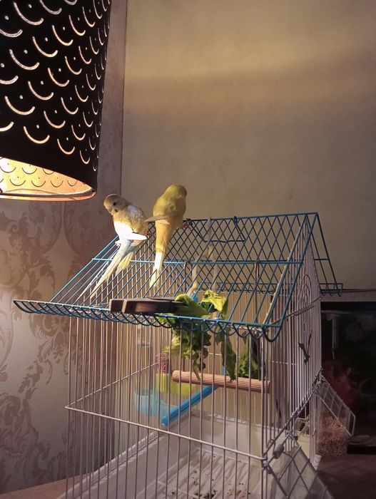 2 piriquitos domésticados