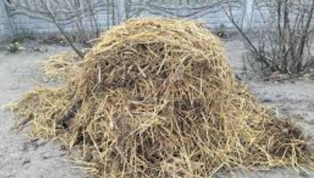 Sprzedam obornik kurzy