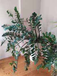 Piękny zamioculcas