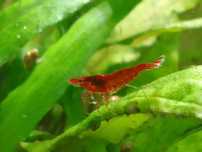 Krewetki Neocaridina Bloody Mary .