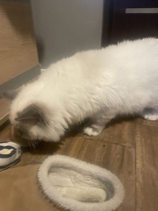 Kocurek Ragdoll wnuk Championa  rodzice FPL badania genetyczne cudny