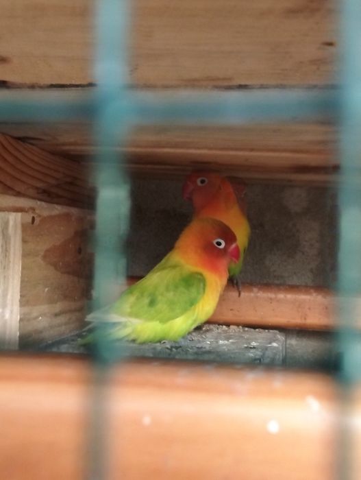 Dois agapórnis machos