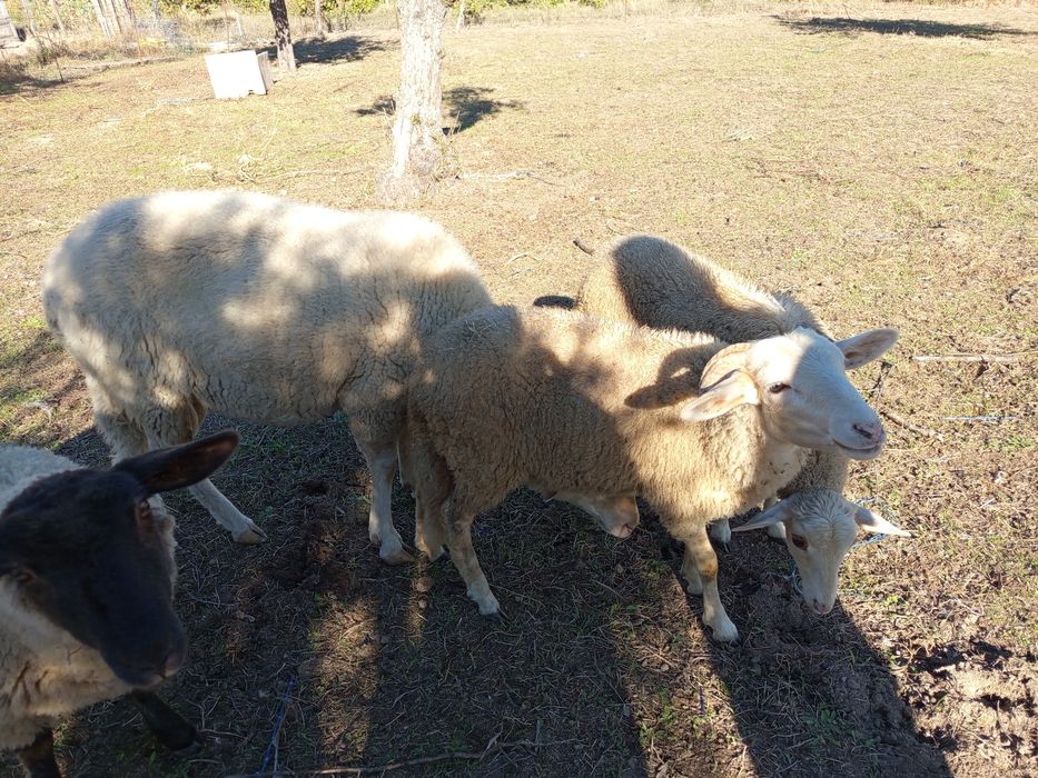 Duas borregas e um borrego