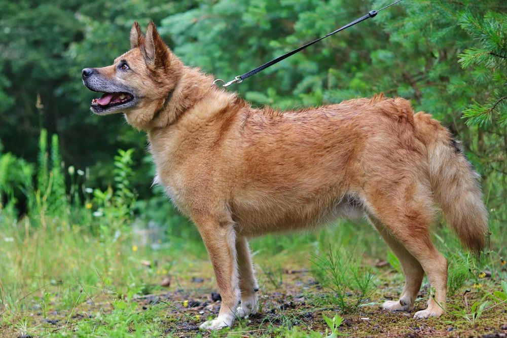 Seniorek Gucio poleca się do adopcji- psi anioł czeka w Tomarynach