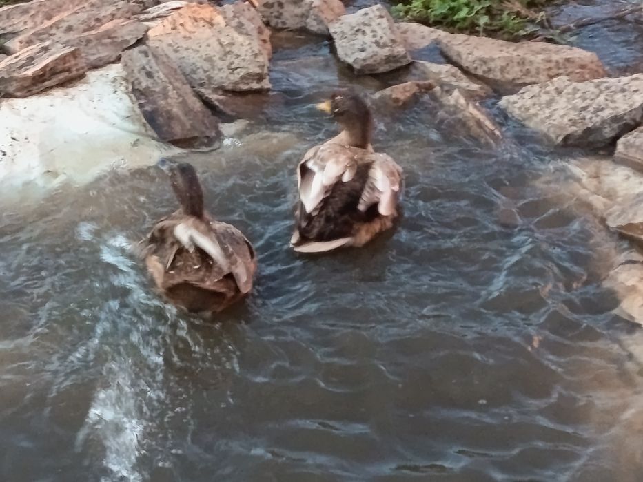 Ovos férteis de Khaki Campbell