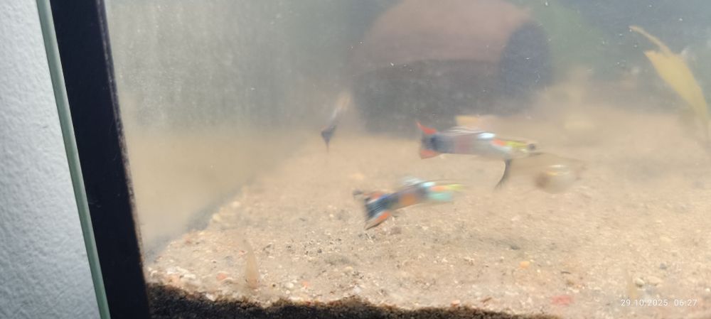 Sprzedam guliki męskie/żeńskie