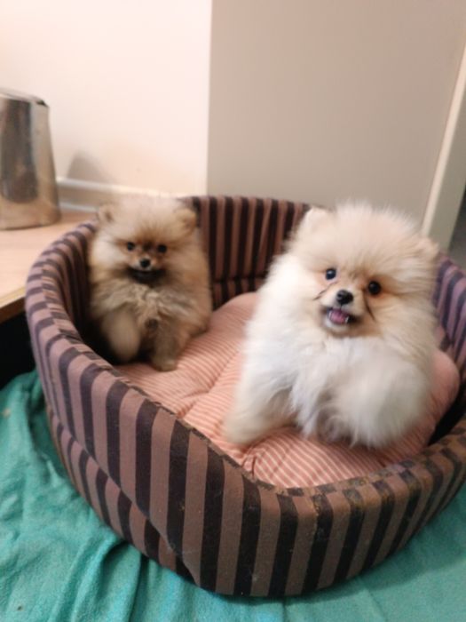 Малюки ! Телефонуйте