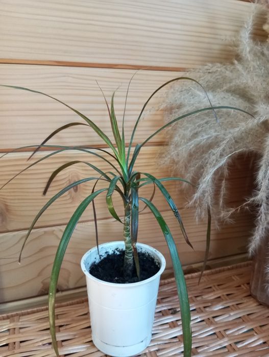 Драцена рослина кімнатна