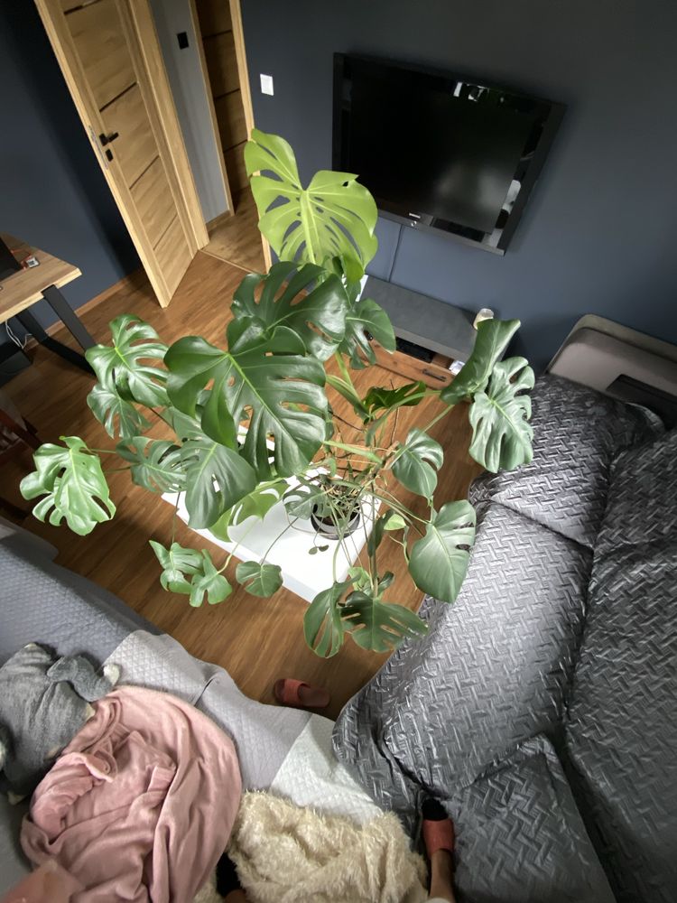 Monstera duża zielona