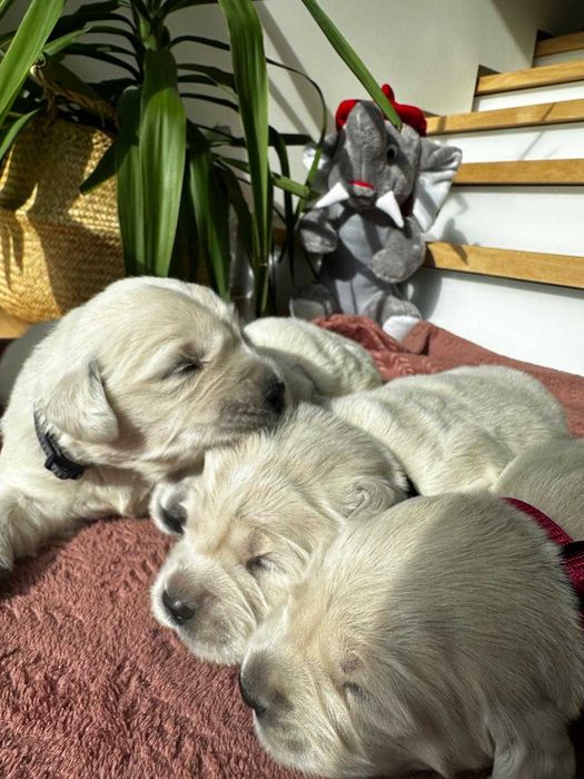 Golden Reriever ZKwP FCI