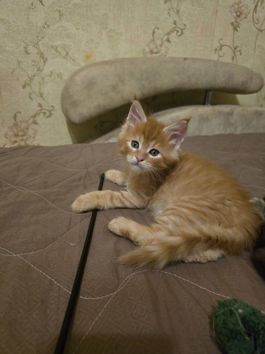 Кошенята Мейн Кун.