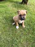Amstaff ruda suczka