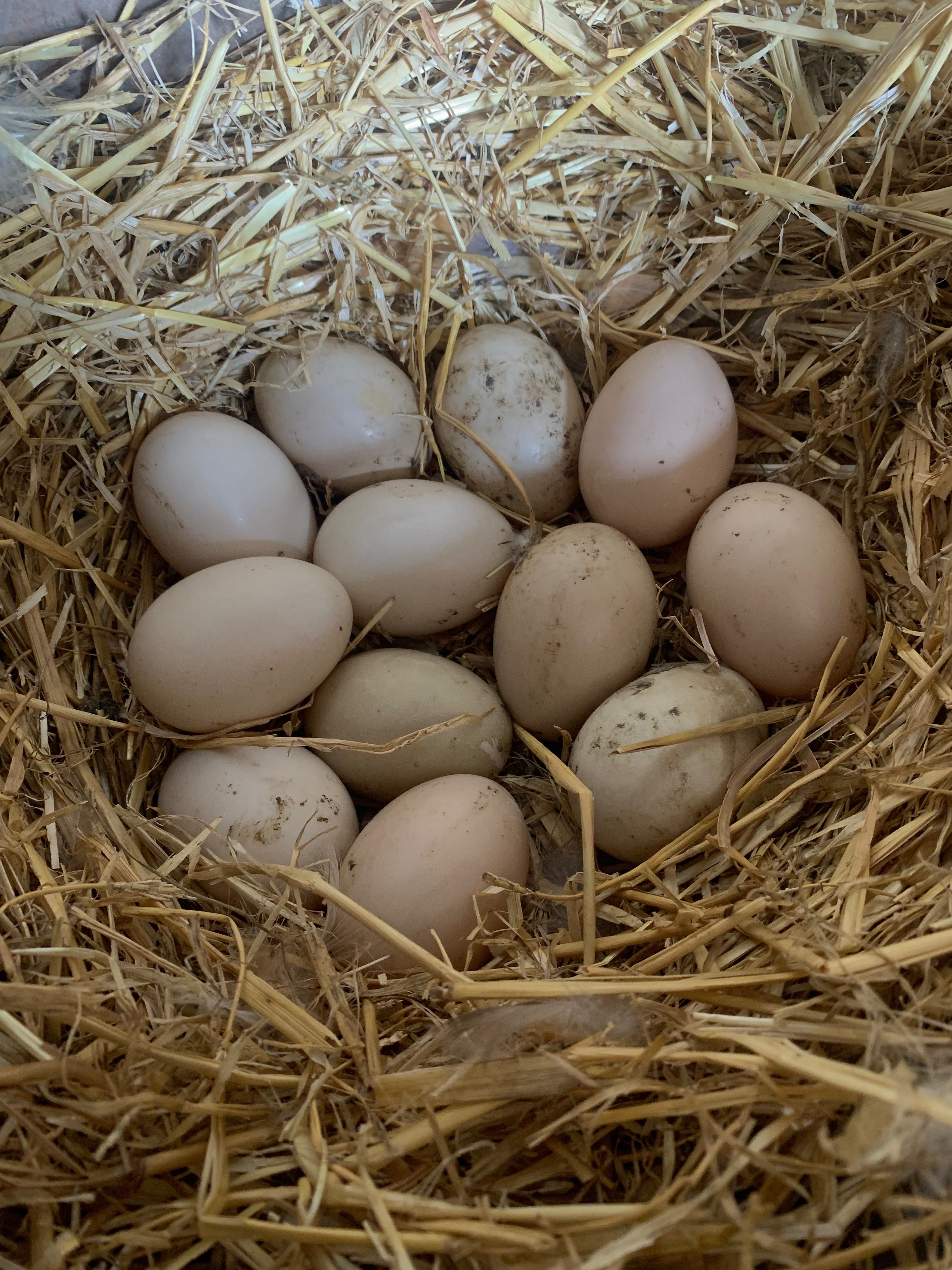 Інкубаційні яйця мускусних качок шипунів