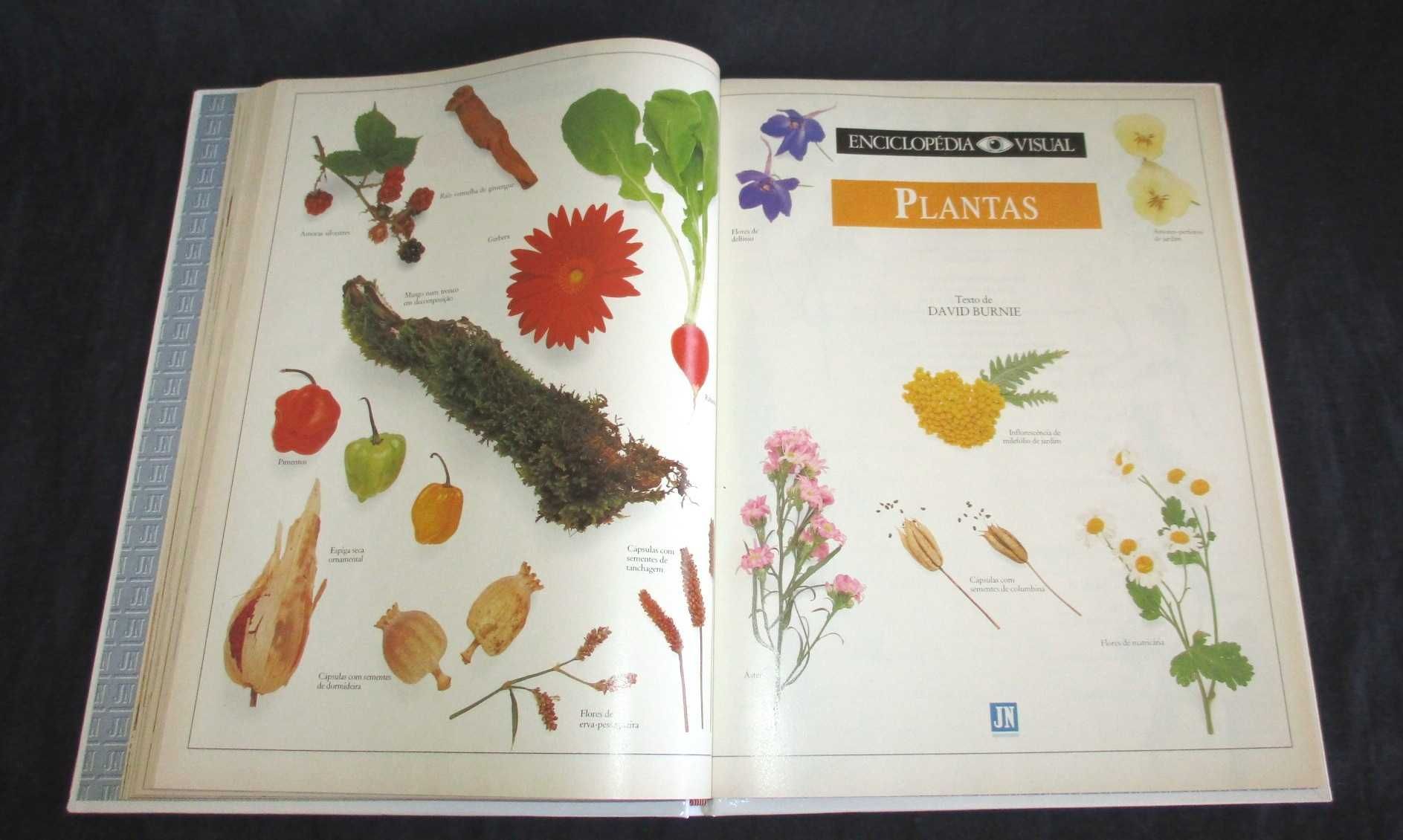Livro Dinossauros Borboletas Plantas Enciclopédia Visual