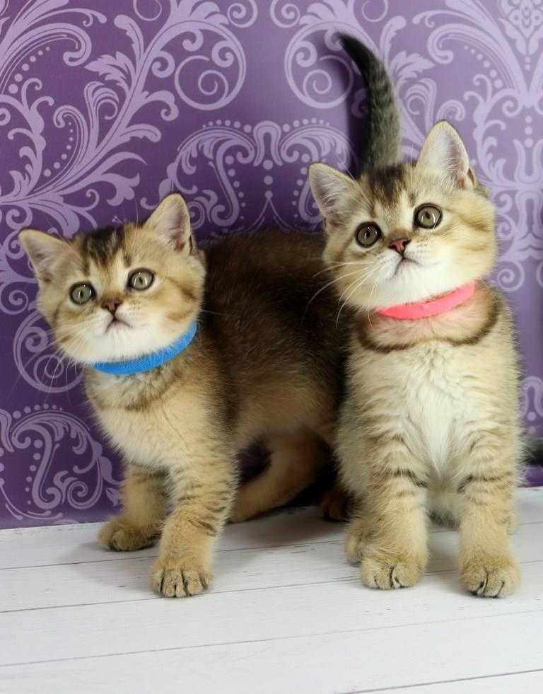 Дуже красиві шотландськи кошенятка