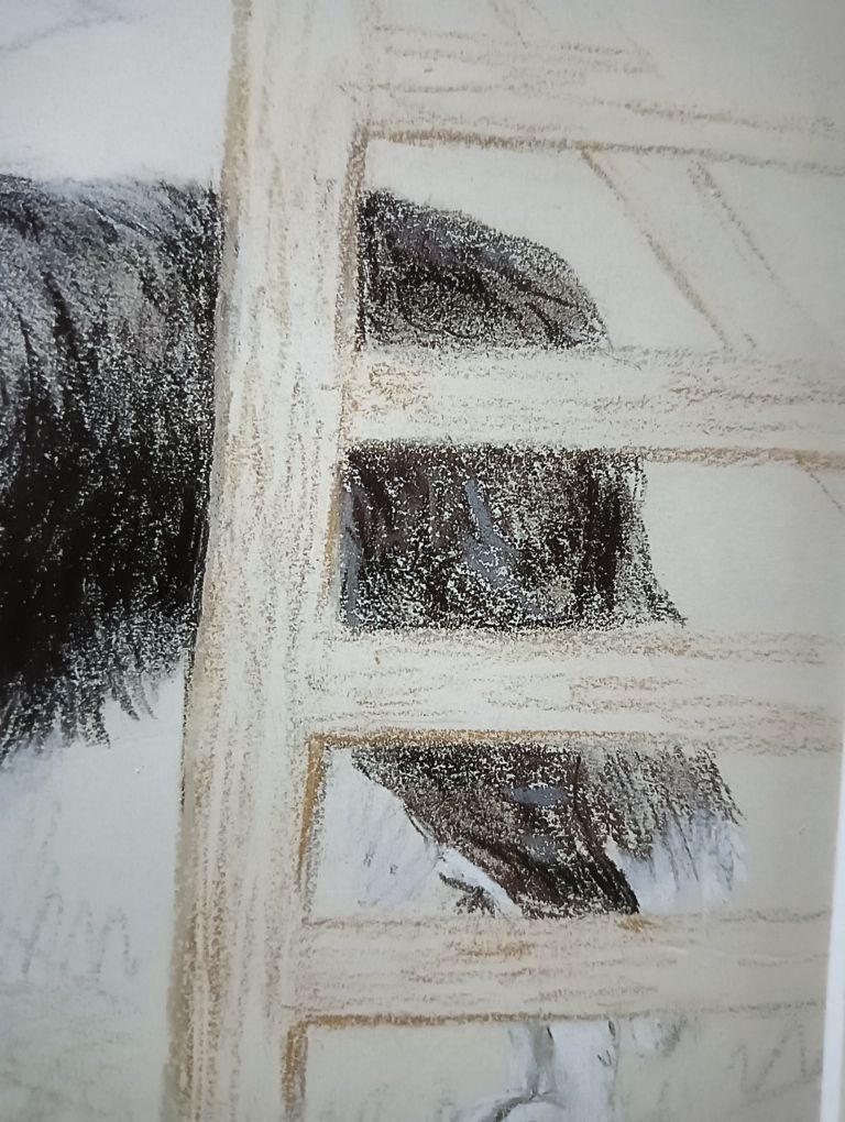 Border collie piękny sygnowany portret pastele