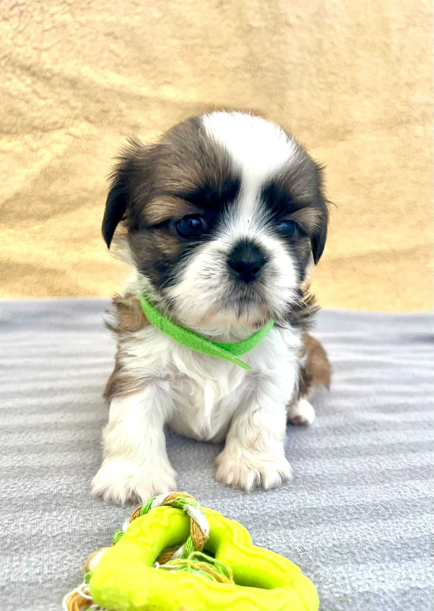 Śliczny piesek Shih Tzu- do odbioru od 17.07.2025r.