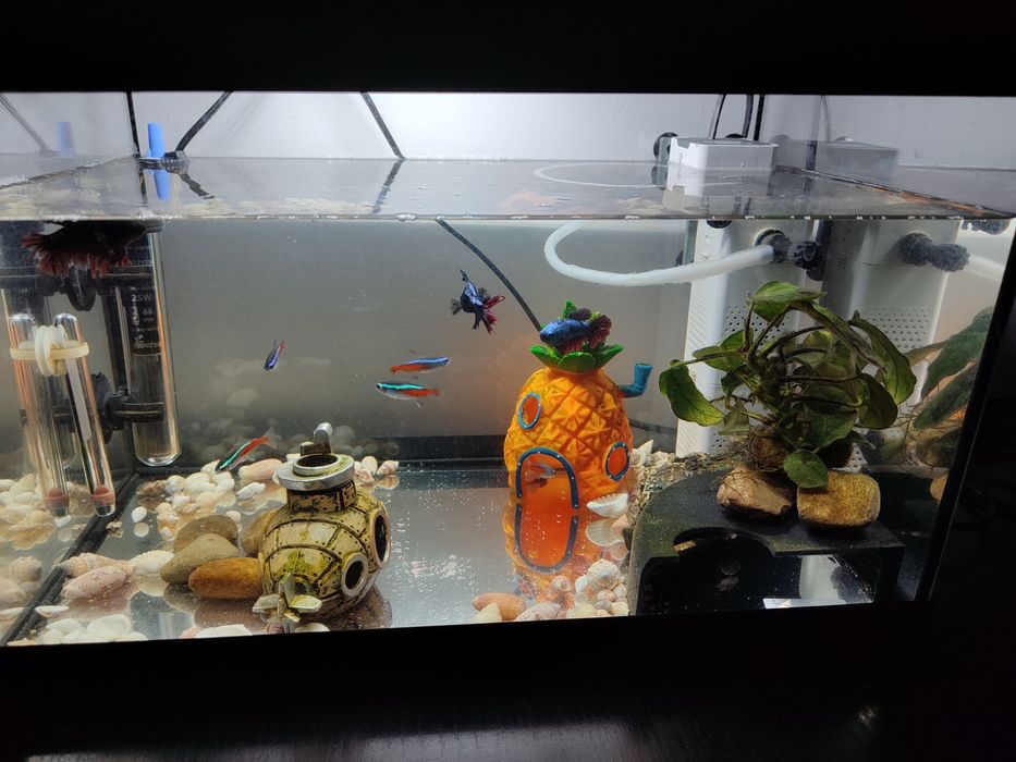 Sprzedam akwarium Diversa 25 litrów