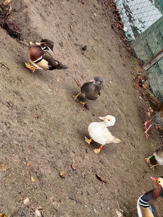 Sprzedam kaczki Mandarynki.