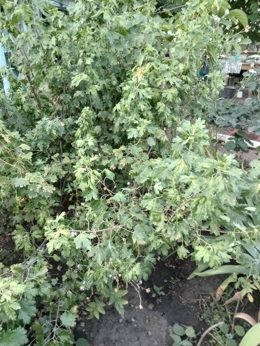 продам  смородину.  , орех.  Вишня . морозник белый .