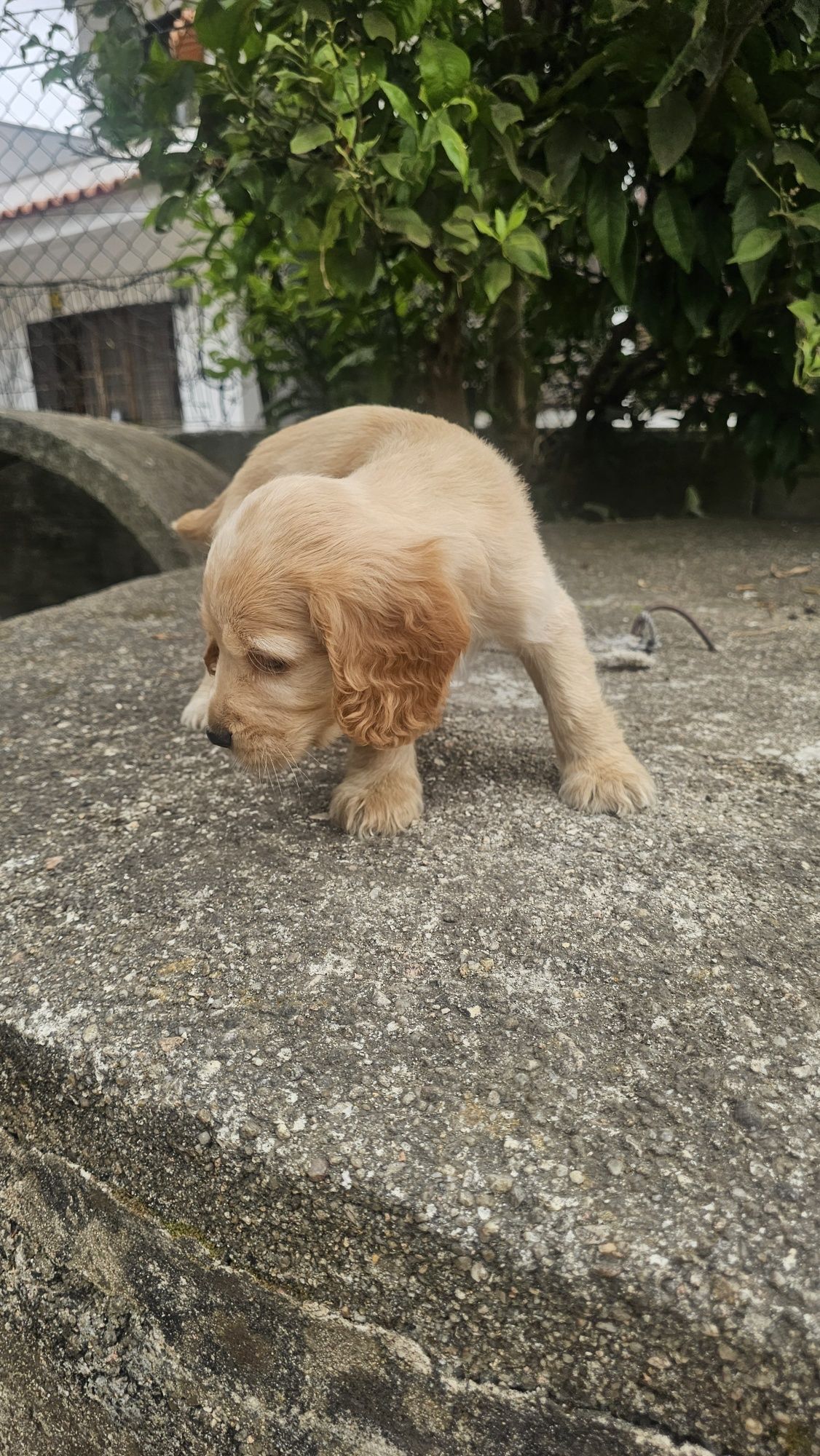 Cocker spaniel dourado