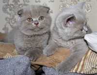 Шотладские плюшевые лиловые котята