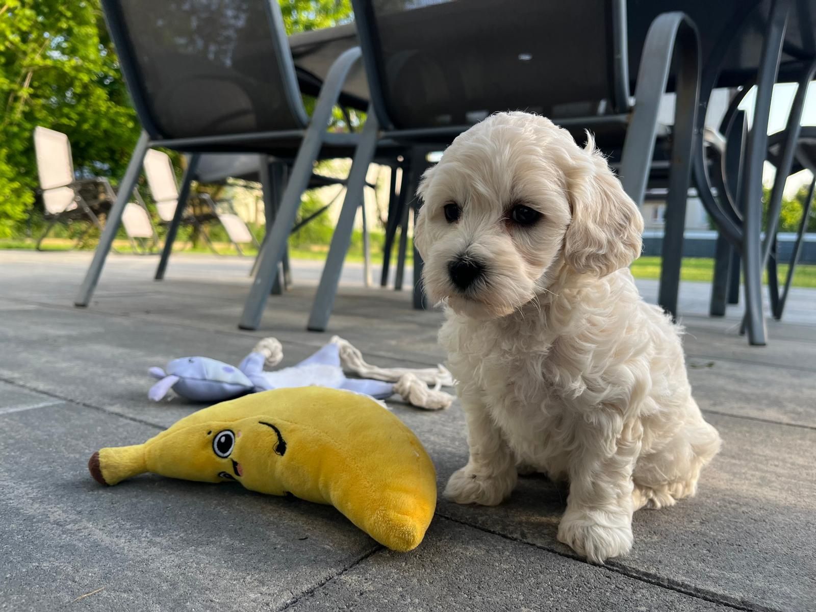 Maltipoo mini suczka