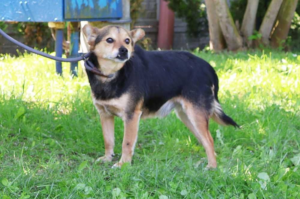 104969 Ząbek do adopcji