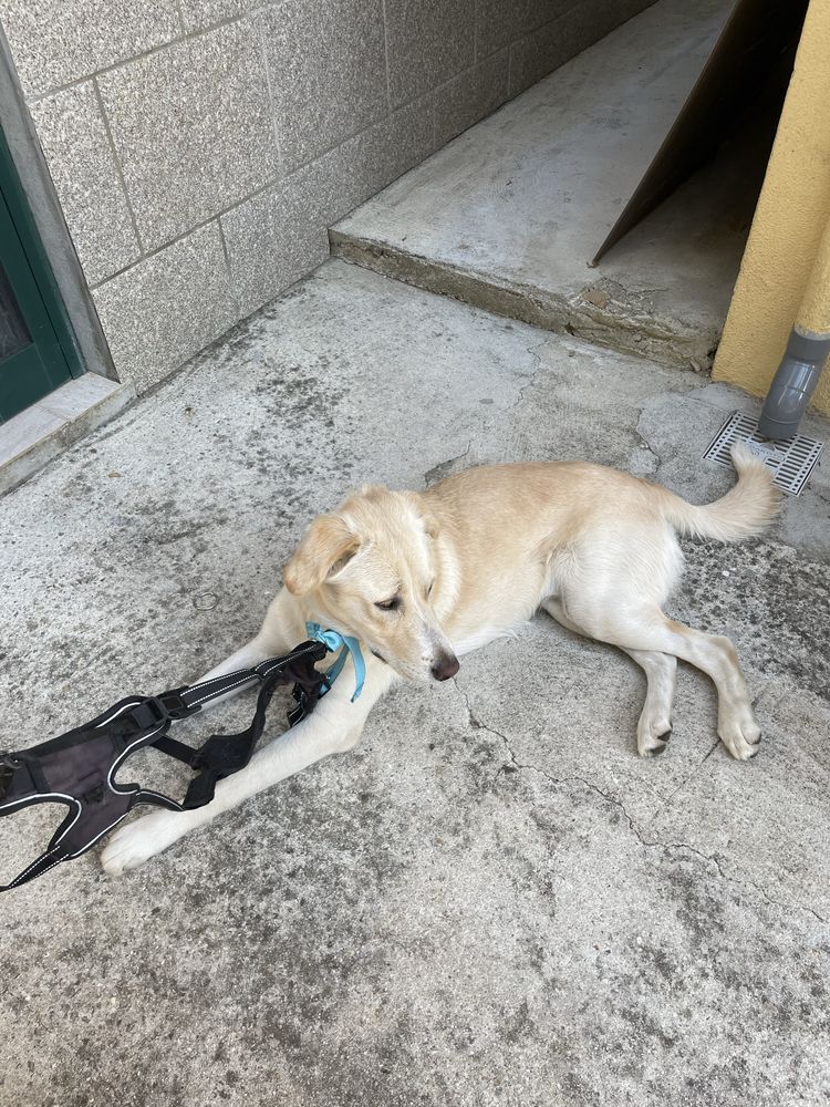 Labrador retriver precisa de familia