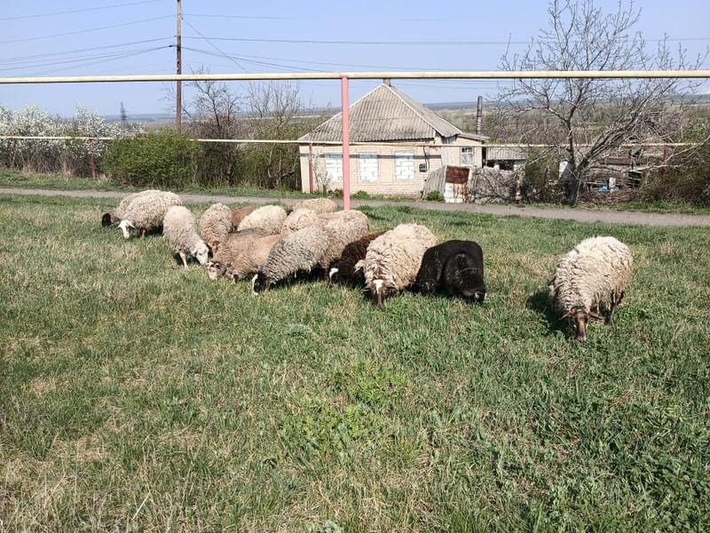 Овцы (вівці) стадо