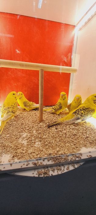 Papużki faliste Tcb